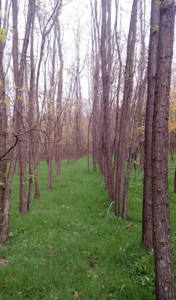 Dense forest with glowing fungi